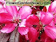 Rosa Crabapple Baum - Pink Crabapple Tree -