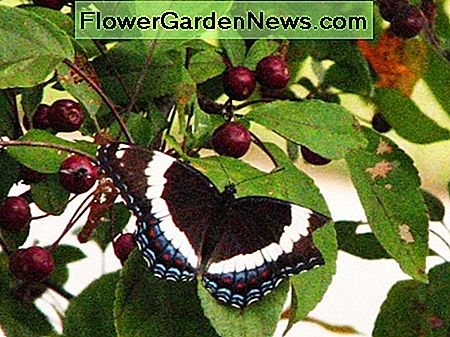 Schmetterling auf Crabapple Baum Butterfly on Crabapple Tree