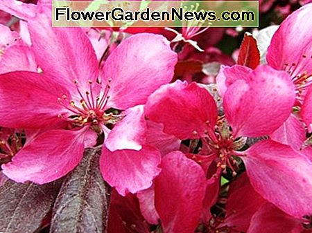 Profusion Blooms Up Close Profusion Blooms Up Close