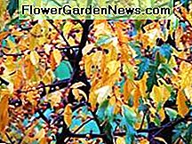 Goldene Regentropfen im Herbst Golden Raindrops in Fall