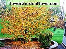 Goldene Regentropfen im Herbst Golden Raindrops in Fall