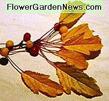 Goldene Regentropfen im Herbst Foto von Diane Cass Golden Raindrops in Fall Photo by Diane Cass