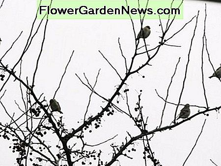 Ein Wirbel von Finken, die die crabapples genießen. A flurry of finches enjoying the crabapples.