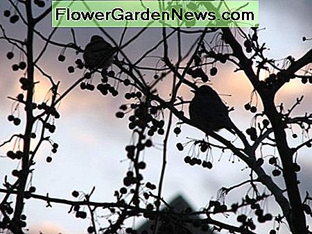 Mehr Finken im Crabapple-Baum. More finches in the crabapple tree.