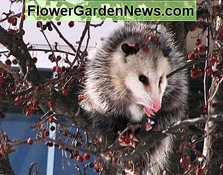 Opossum im Crabapple-Baum Possum in the Crabapple Tree