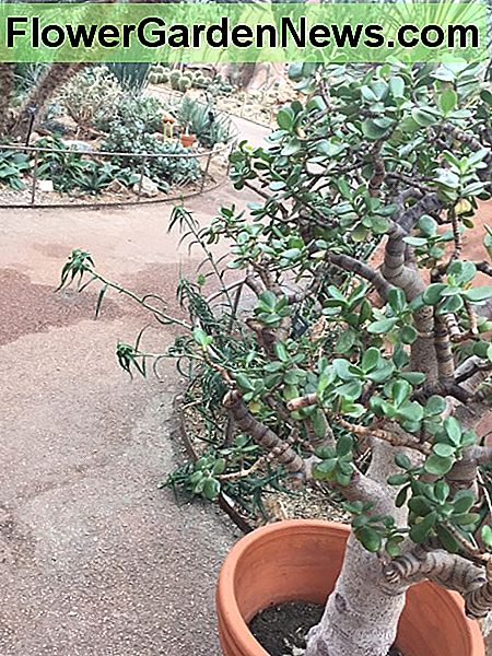 Jade Tree på Mitchell Domes i Milwaukee, IW. Jade Tree at the Mitchell Domes in Milwaukee, IW.