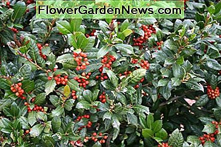 Bunte Beeren Colorful Berries