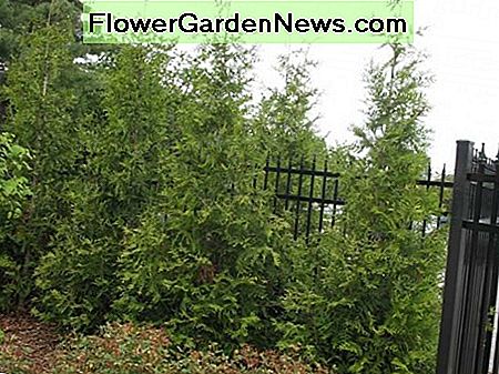 Thuja Grüner Riese Thuja Green Giant