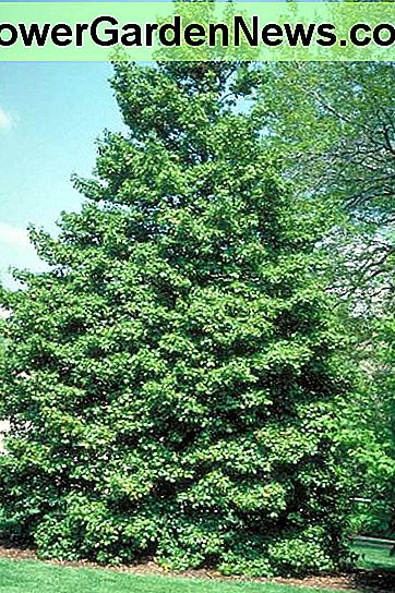 Ameikan Holly Ameican Holly