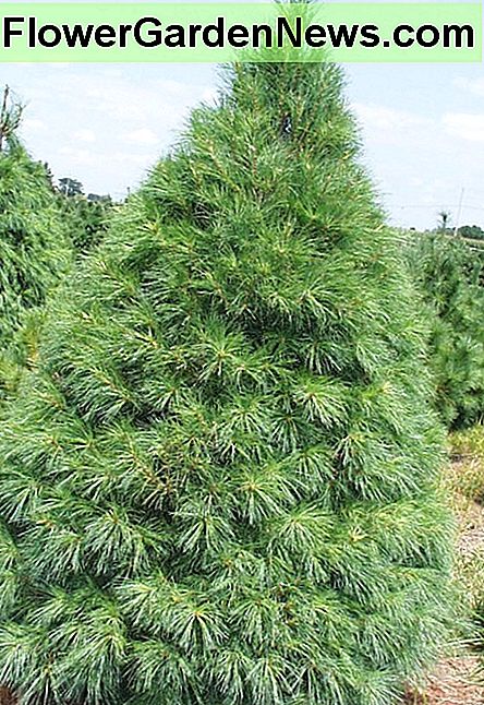 Österreichische Kiefer Austrian Pine
