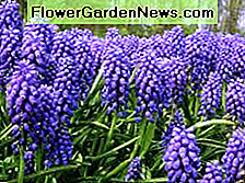 Muscari winogronowy, jeden z pierwszych kolorowych wybuchów wiosny. Żarówki muszą być sadzone przed Upadek, zanim ziemia się zamrozi. Potrzebujesz mączki kostnej, aby zmieszać ją z glebą, aby zapewnić przechowywanie witamin podczas mroźnej zimy. Grape muscari, one of the first colorful bursts of Spring. The bulbs must be planted the prior Fall, before the ground freezes. You need bone meal to mix with the soil to provide vitamins to store during the cold winter.