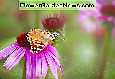Pătuț flăcată pe o cremă violetă Painted Lady butterfly on a Purple Coneflower