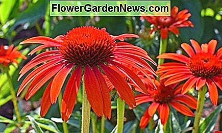Coneflower roșu Red Coneflower