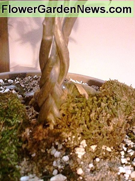 De gevlochten stammen van een geldboom The braided trunks of a money tree