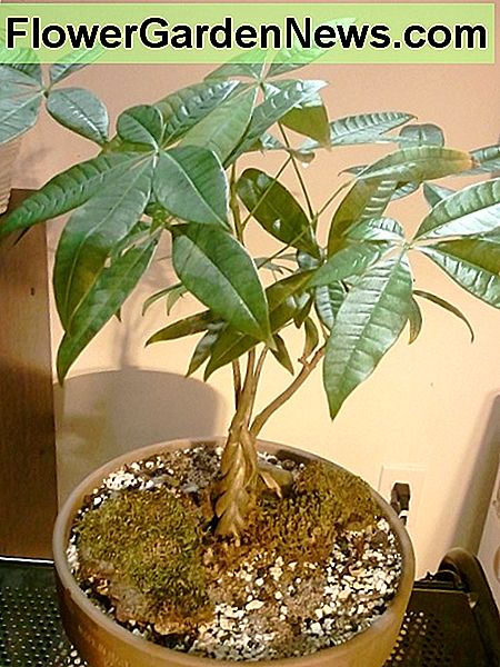 Een gevlochten geldboom A braided money tree