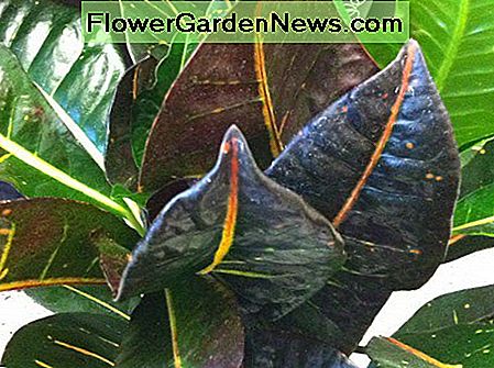 Croton Croton