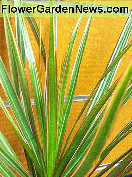 Dracena Marginata Dracena Marginata