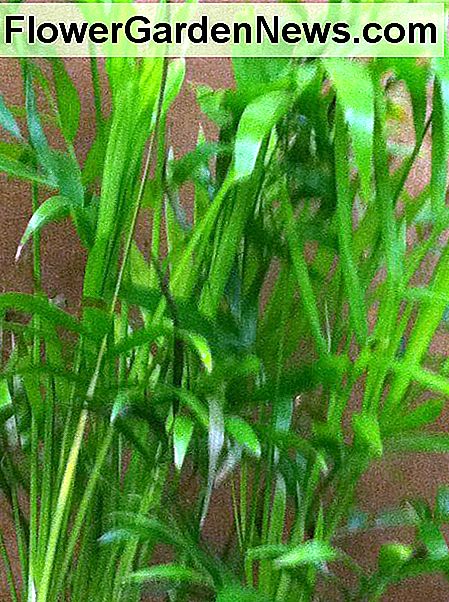 Bambusowa Palma Bamboo Palm