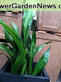 Aspidistra, Cast Iron Aspidistra, Cast Iron