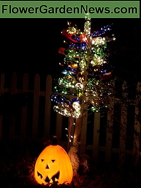 Onze flessenboom tijdens Halloween. Our bottle tree during Halloween.