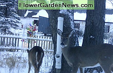 Herten zoals de boom. Deer like the tree.