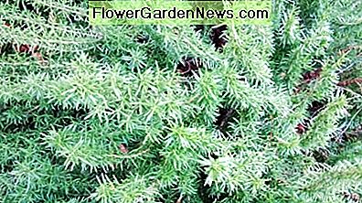 Rosmarin ist ungiftig und kann in Behältern gezüchtet werden. Rosmarin kann auch für Bonsai verwendet werden. Rosemary is non-toxic, and be grown in containers. Rosemary can also be used for bonsai.