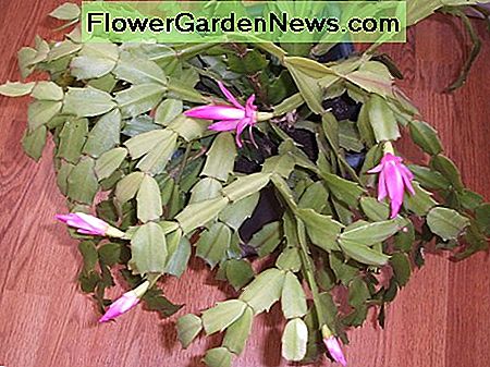 Weihnachtskaktus Christmas Cactus