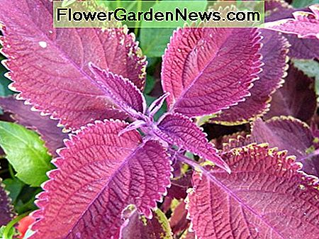Scarlet Coleus ist sicher für Kinder, aber nicht für Haustiere empfohlen. Scarlet coleus is safe for children, but not recommended for pets.