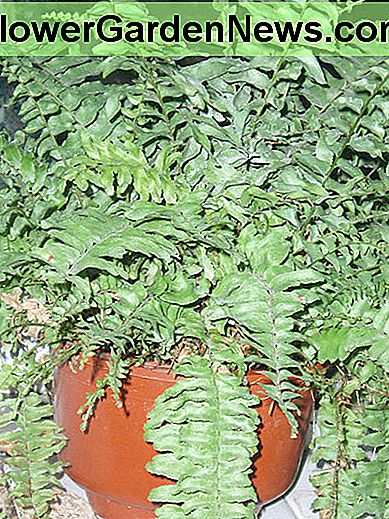 Boston Farn Boston fern