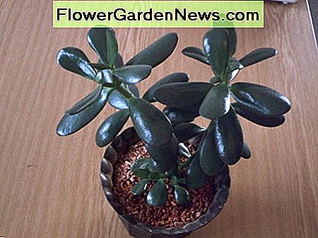 Jade Pflanze ist sicher für Kinder und Haustiere Jade plant is safe for children and pets