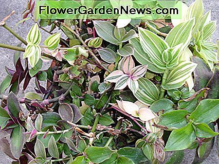 Tradescantia kommt in vielen Varianten und ist eine ausgezeichnete Vinylanlage. Tradescantia comes in many varieties, and is an excellent vining plant.