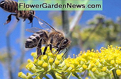 Honigbienen, von wolfpix Honeybees, by wolfpix