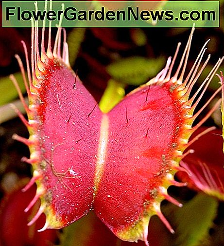 Venus Fly Trap zeigt Trigger Haare Venus Fly Trap showing trigger hairs