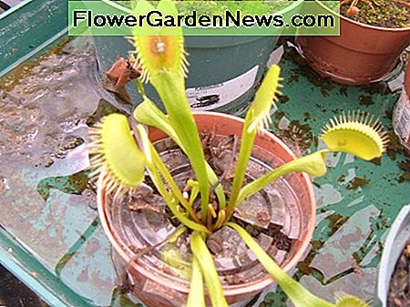 Venusfliegenfalle Venus Fly Trap