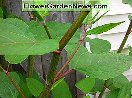 Schnell wachsende Stängel des Japanischen Knöterichs Fast growing stems of the Japanese Knotweed