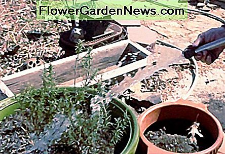 Dit is een foto van een rozemarijnplant die binnen in een hete, droge ruimte werd overwinterd. Het was twee of drie keer zo groot voor deze beproeving. This is a picture of a rosemary plant that was overwintered indoors in a hot, dry room. It was two or three times as big before this ordeal.