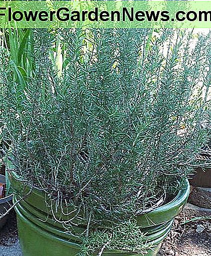Ingemaakte rozemarijn buiten voor de zomer Potted Rosemary Outdoors for the Summer