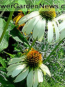 Weiße Coneflowers sind einheimische Pflanzen White coneflowers are native plants