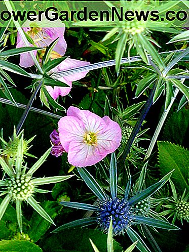 Mexikanische sundrops und und Stechpalme Mexican sundrops and and sea holly