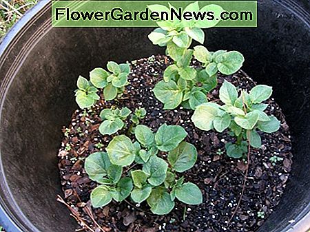 Die Pflanze ist jetzt ein paar Zentimeter gewachsen und bereit für mehr Boden. The plant has now grown a few inches and are ready for more soil.
