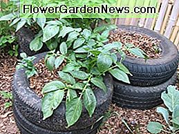 Kartoffeln in Reifen wachsen Potatoes growing in tires