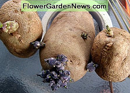 Schneiden Sie jede Kartoffel in kleinere 1 bis 2 Zoll Cut each potato into smaller 1 to 2-inch