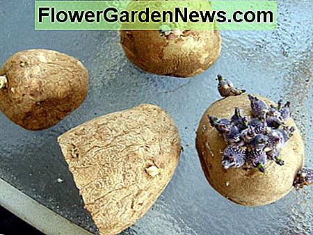 Um eine Kartoffel anzubauen, schneidest du im Grunde ein kleines Stück von einer Saatkartoffel und vergräbst sie unter ein paar Zentimeter Erde. To grow a potato, you basically cut a small piece off of a seed potato and bury it under a few inches of soil.
