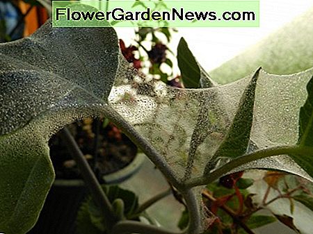 Mėnulio žiedas, dengtas voratinklio erkėmis. Moonflower covered in spider mite webbing.