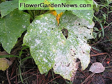Neem Oil can control diseases like powdery mildew.