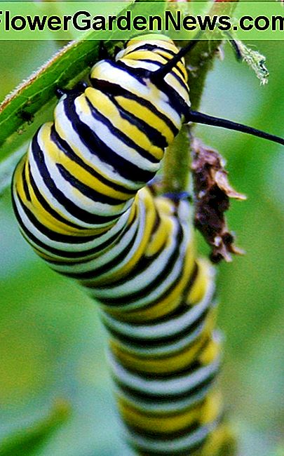 Een rups van de Monarch smakt op Orange Butterfly Weed, een soort gedomesticeerde soort plant. A Monarch caterpillar munches on Orange Butterfly Weed, a type of domesticated milkweed.
