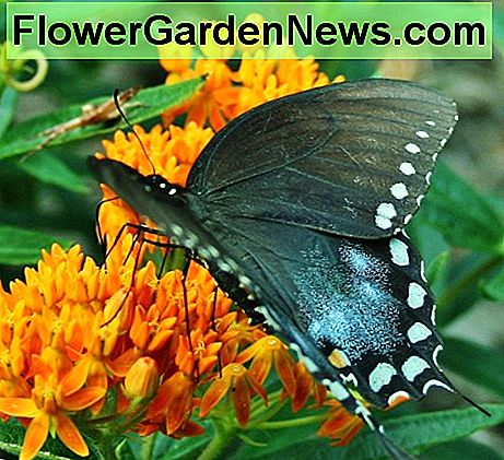 Een oostelijke zwarte Swallowtail nipt nectar van oranje vlinderwier. An Eastern Black Swallowtail sips nectar from orange butterfly weed.