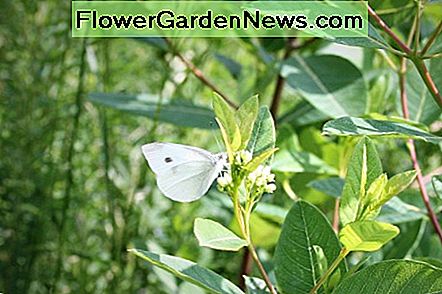 Een koolwit vlinder sipt nectar van gewone kroontjes groeien door een park pad. A Cabbage White butterfly sips nectar from common milkweed growing by a park path.