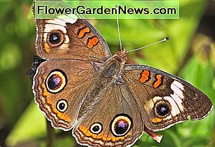 The Common Buckeye The Common Buckeye