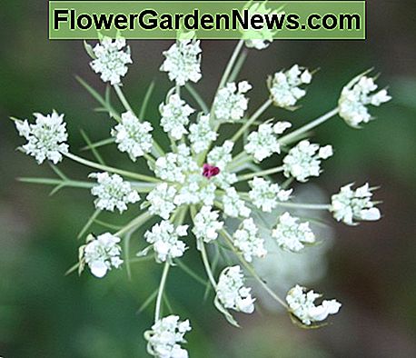 Close-up van de flowerhead van Queen Anne's Lace. Closeup of a Queen Anne's Lace flowerhead.